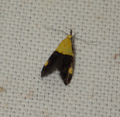 Oecophora bractella