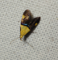 Oecophora bractella