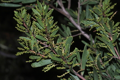 Acacia mucronata dependens