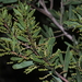 Acacia mucronata dependens - Photo (c) Alan Melville, algunos derechos reservados (CC BY-NC-ND), subido por Alan Melville