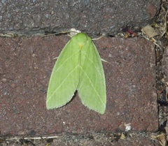 Bena bicolorana