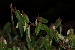 Lasiopetalum macrophyllum