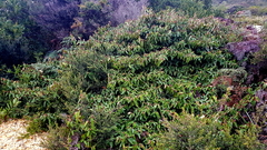Lasiopetalum macrophyllum