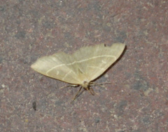 Trisateles emortualis