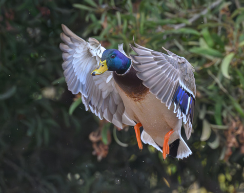 Mallard photographed in California