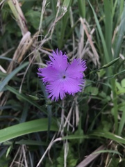 Dianthus pygmaeus
