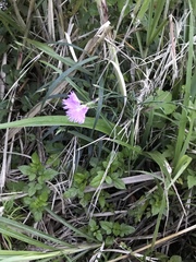 Dianthus pygmaeus