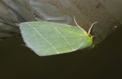 Bena bicolorana