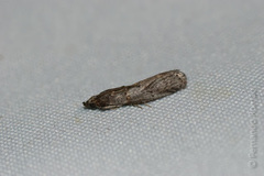 Acrobasis obliqua