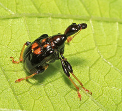 Leptapoderus carbonicolor