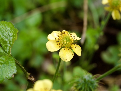 Geum japonicum, photograph 4