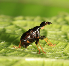 Leptapoderus carbonicolor