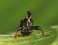 Leptapoderus carbonicolor