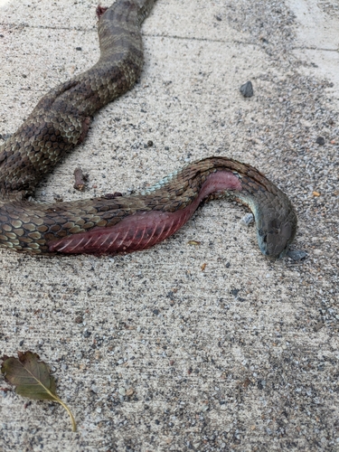 Tiger Snake sighting