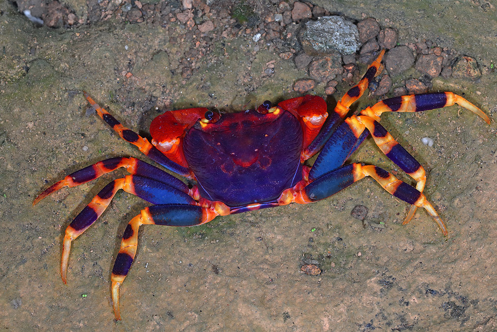 Sri Lanka Tree-climbing Crab
