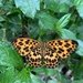 Beautiful Leopard - Photo (c) 兔尾草 | BunnyTailGra22, some rights reserved (CC BY-NC), uploaded by 兔尾草 | BunnyTailGra22