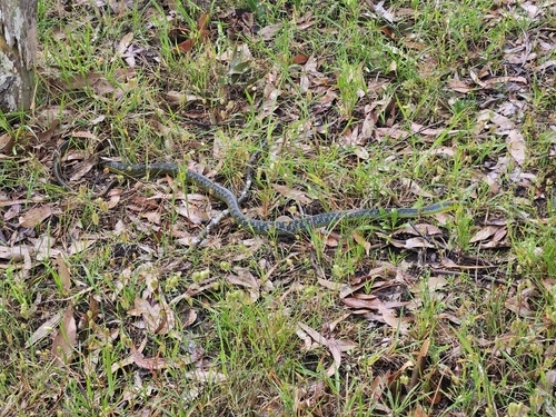 Common Tree Snake sighting