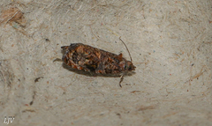 Endothenia