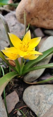 Tulipa tarda: pôvod a využitie — fotografia 2