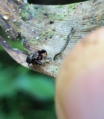 Harmochirus brachiatus