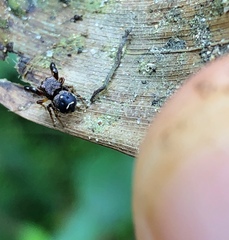 Harmochirus brachiatus