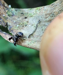 Harmochirus brachiatus