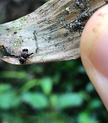 Harmochirus brachiatus
