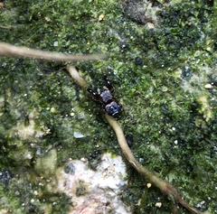 Harmochirus brachiatus