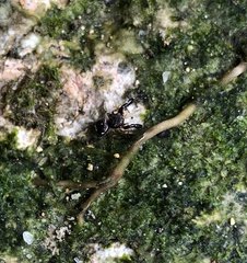 Harmochirus brachiatus