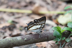 Polyura eudamippus formosana