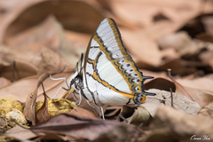 Polyura eudamippus formosana