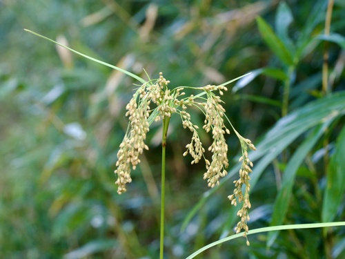 Scirpus wichurae, photograph 3