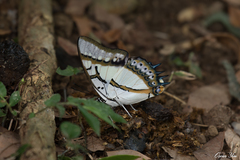 Polyura eudamippus formosana