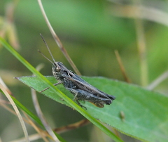 Omocestus haemorrhoidalis