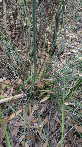 Image of Xanthorrhoea macronema by (c) Alesha Teitzel, some rights reserved (CC BY)