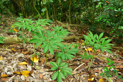 Amorphophallus henryi