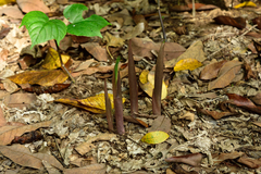 Amorphophallus henryi