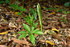 Amorphophallus henryi