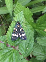 Callimorpha dominula