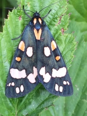 Callimorpha dominula