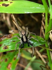 Pardosa pusiola