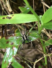 Pardosa pusiola