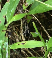 Pardosa pusiola