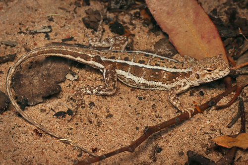 Ctenophorus ibiri