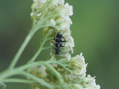 Chlorophorus sartor