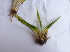 Isoetes echinospora