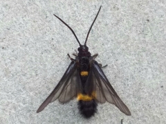 Psichotoe duvaucelii