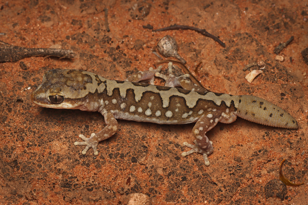 Box Stone Gecko Ranges Stone Gecko in December 2022 by Connor Margetts · iNaturalist