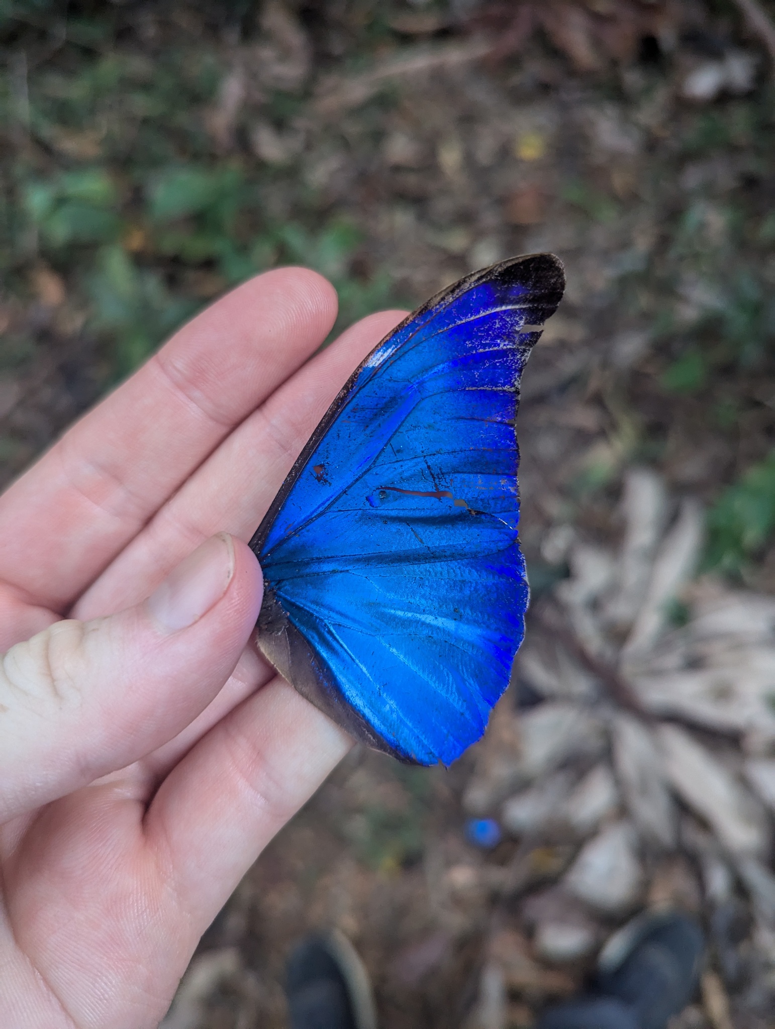 Morpho rhetenor