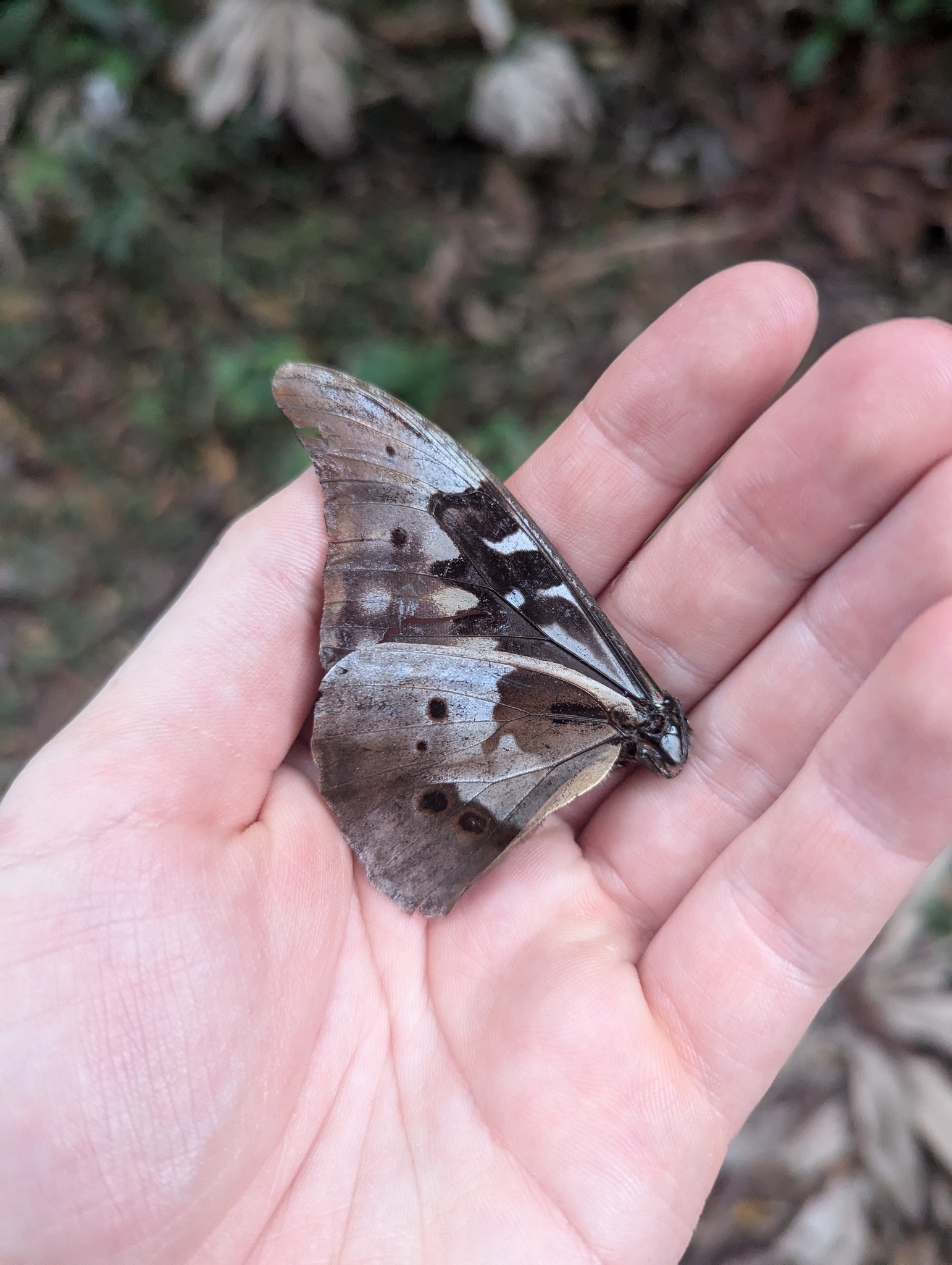 Morpho rhetenor